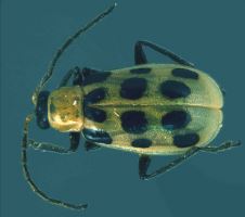 Insects